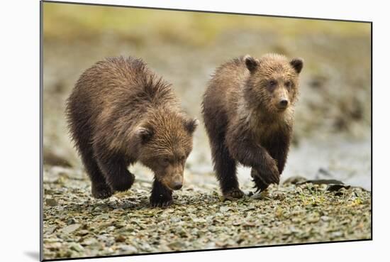 Brown Bear Cubs, Katmai National Park, Alaska-Paul Souders-Mounted Photographic Print