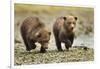 Brown Bear Cubs, Katmai National Park, Alaska-Paul Souders-Framed Photographic Print