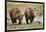 Brown Bear Cubs, Katmai National Park, Alaska-Paul Souders-Framed Photographic Print