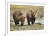 Brown Bear Cubs, Katmai National Park, Alaska-Paul Souders-Framed Photographic Print