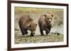 Brown Bear Cubs, Katmai National Park, Alaska-Paul Souders-Framed Photographic Print