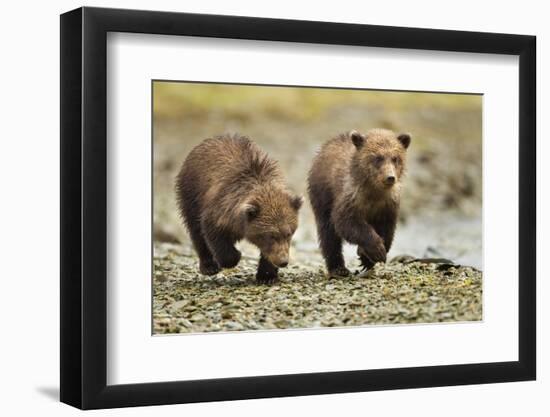 Brown Bear Cubs, Katmai National Park, Alaska-Paul Souders-Framed Photographic Print