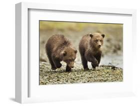 Brown Bear Cubs, Katmai National Park, Alaska-Paul Souders-Framed Photographic Print