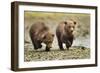 Brown Bear Cubs, Katmai National Park, Alaska-Paul Souders-Framed Photographic Print