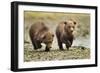 Brown Bear Cubs, Katmai National Park, Alaska-Paul Souders-Framed Photographic Print