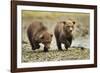 Brown Bear Cubs, Katmai National Park, Alaska-Paul Souders-Framed Photographic Print