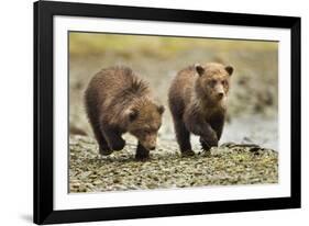 Brown Bear Cubs, Katmai National Park, Alaska-Paul Souders-Framed Photographic Print