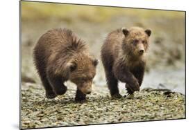 Brown Bear Cubs, Katmai National Park, Alaska-Paul Souders-Mounted Photographic Print