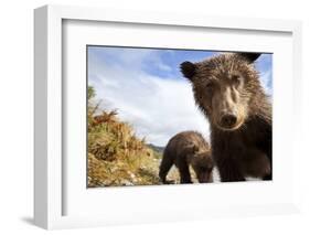 Brown Bear Cubs, Katmai National Park, Alaska-null-Framed Photographic Print