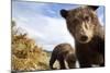 Brown Bear Cubs, Katmai National Park, Alaska-null-Mounted Photographic Print