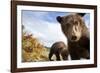 Brown Bear Cubs, Katmai National Park, Alaska-null-Framed Photographic Print