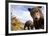 Brown Bear Cubs, Katmai National Park, Alaska-null-Framed Photographic Print