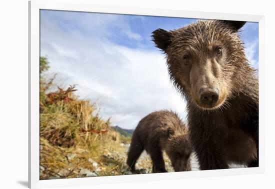 Brown Bear Cubs, Katmai National Park, Alaska-null-Framed Photographic Print