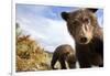 Brown Bear Cubs, Katmai National Park, Alaska-null-Framed Photographic Print