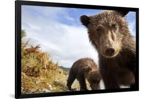 Brown Bear Cubs, Katmai National Park, Alaska-null-Framed Photographic Print