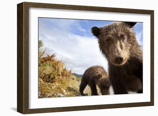 Brown Bear Cubs, Katmai National Park, Alaska-null-Framed Photographic Print