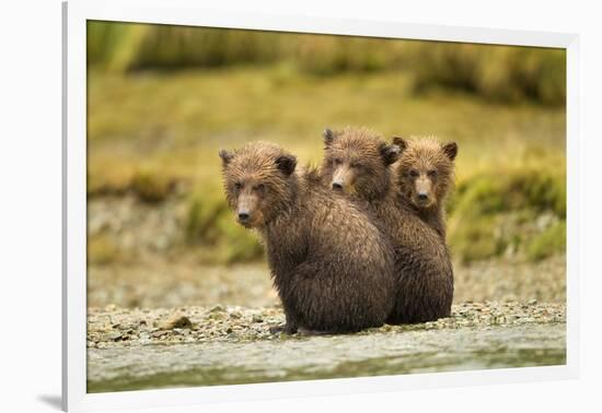 Brown Bear Cubs, Katmai National Park, Alaska-null-Framed Photographic Print