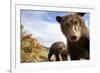 Brown Bear Cubs, Katmai National Park, Alaska-null-Framed Photographic Print