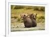 Brown Bear Cubs, Katmai National Park, Alaska-null-Framed Photographic Print