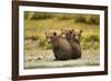 Brown Bear Cubs, Katmai National Park, Alaska-null-Framed Photographic Print