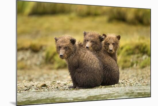 Brown Bear Cubs, Katmai National Park, Alaska-null-Mounted Photographic Print