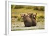 Brown Bear Cubs, Katmai National Park, Alaska-null-Framed Photographic Print