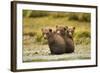 Brown Bear Cubs, Katmai National Park, Alaska-null-Framed Photographic Print