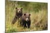 Brown Bear Cubs, Katmai National Park, Alaska-null-Mounted Photographic Print