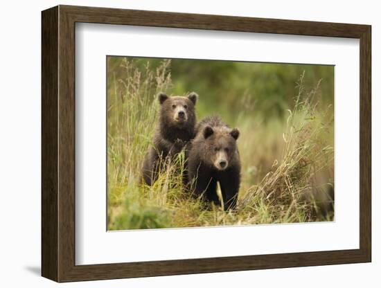 Brown Bear Cubs, Katmai National Park, Alaska-null-Framed Photographic Print