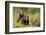 Brown Bear Cubs, Katmai National Park, Alaska-null-Framed Photographic Print