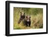 Brown Bear Cubs, Katmai National Park, Alaska-null-Framed Photographic Print