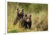 Brown Bear Cubs, Katmai National Park, Alaska-null-Framed Photographic Print