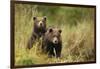 Brown Bear Cubs, Katmai National Park, Alaska-null-Framed Photographic Print