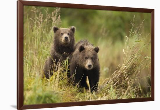 Brown Bear Cubs, Katmai National Park, Alaska-null-Framed Photographic Print