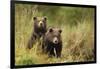 Brown Bear Cubs, Katmai National Park, Alaska-null-Framed Photographic Print