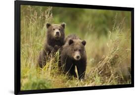 Brown Bear Cubs, Katmai National Park, Alaska-null-Framed Photographic Print