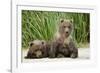 Brown Bear Cubs, Katmai National Park, Alaska-Paul Souders-Framed Photographic Print