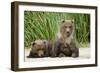 Brown Bear Cubs, Katmai National Park, Alaska-Paul Souders-Framed Photographic Print