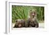 Brown Bear Cubs, Katmai National Park, Alaska-Paul Souders-Framed Photographic Print