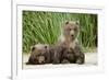 Brown Bear Cubs, Katmai National Park, Alaska-Paul Souders-Framed Photographic Print