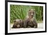 Brown Bear Cubs, Katmai National Park, Alaska-Paul Souders-Framed Photographic Print