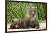 Brown Bear Cubs, Katmai National Park, Alaska-Paul Souders-Framed Photographic Print