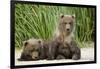 Brown Bear Cubs, Katmai National Park, Alaska-Paul Souders-Framed Photographic Print