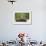 Brown Bear Cubs, Katmai National Park, Alaska-Paul Souders-Framed Photographic Print displayed on a wall