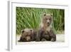 Brown Bear Cubs, Katmai National Park, Alaska-Paul Souders-Framed Photographic Print