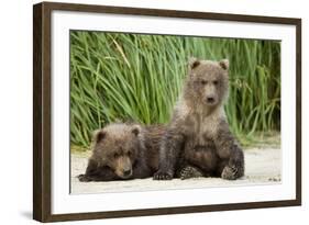 Brown Bear Cubs, Katmai National Park, Alaska-Paul Souders-Framed Photographic Print