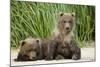 Brown Bear Cubs, Katmai National Park, Alaska-Paul Souders-Mounted Photographic Print