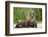 Brown Bear Cubs, Katmai National Park, Alaska-Paul Souders-Framed Photographic Print