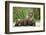 Brown Bear Cubs, Katmai National Park, Alaska-Paul Souders-Framed Photographic Print