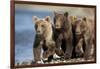 Brown Bear Cubs, Katmai National Park, Alaska-Paul Souders-Framed Photographic Print